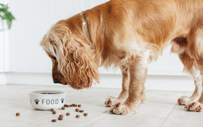 Food Allergy Testing In Dogs & Cats