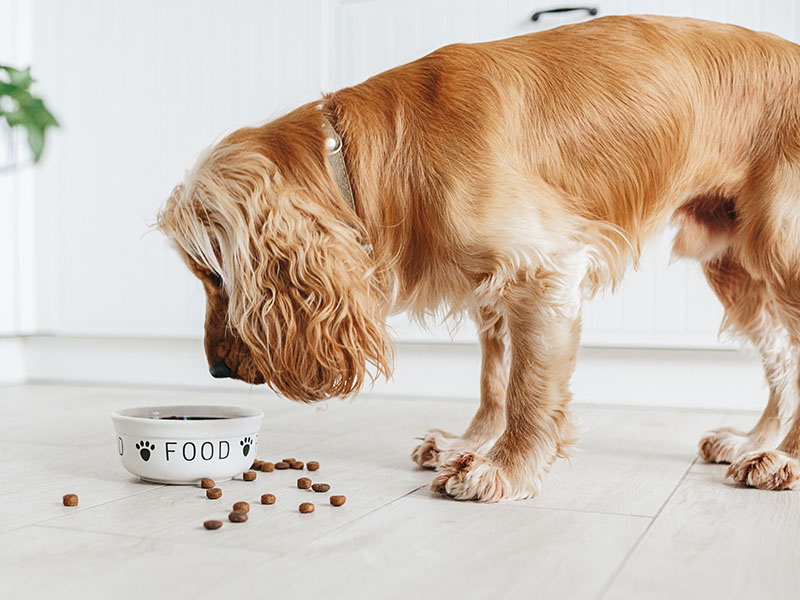 dog food allergy testing